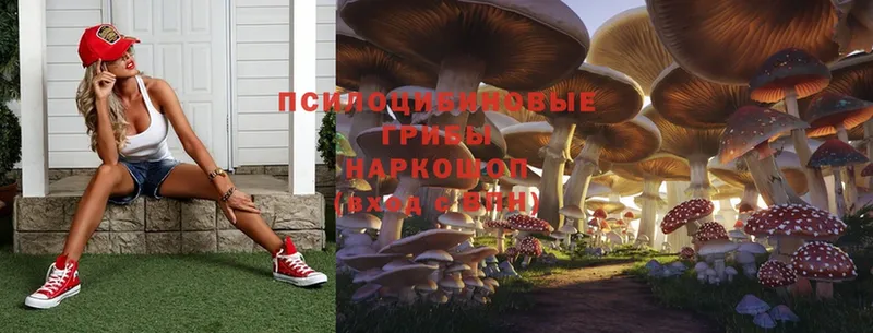 Галлюциногенные грибы Psilocybe  Новокузнецк 